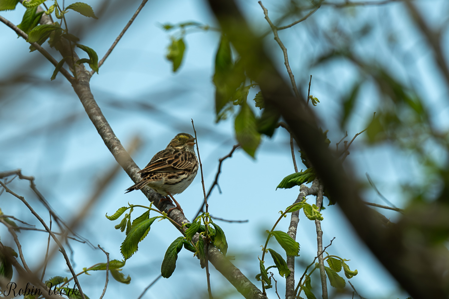 D50_4285.jpg
