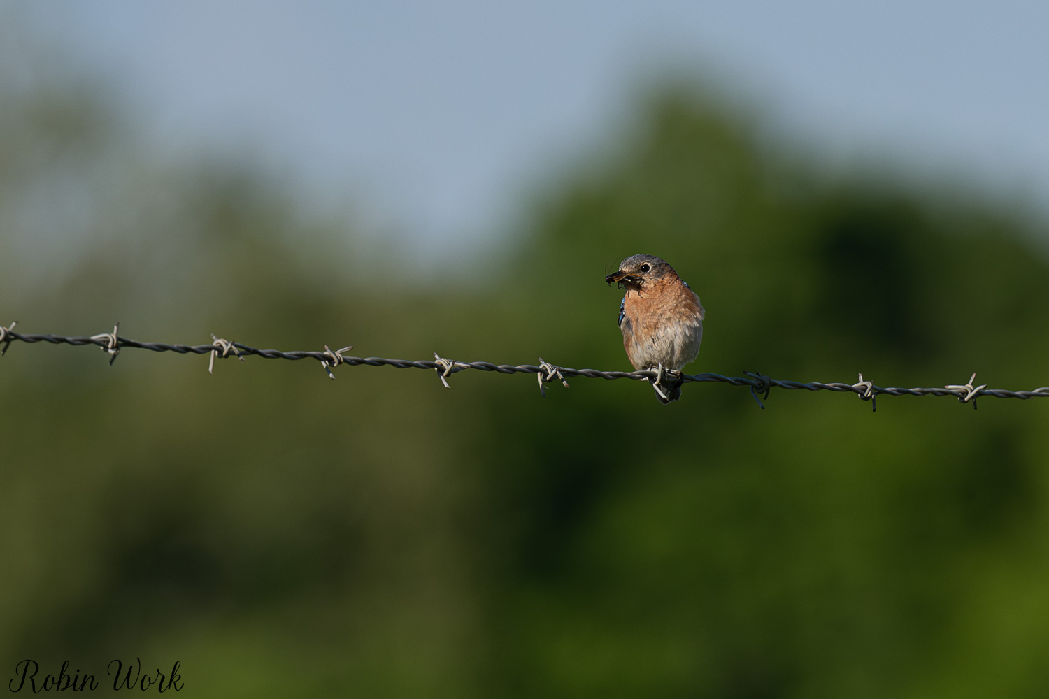 D50_4359.jpg