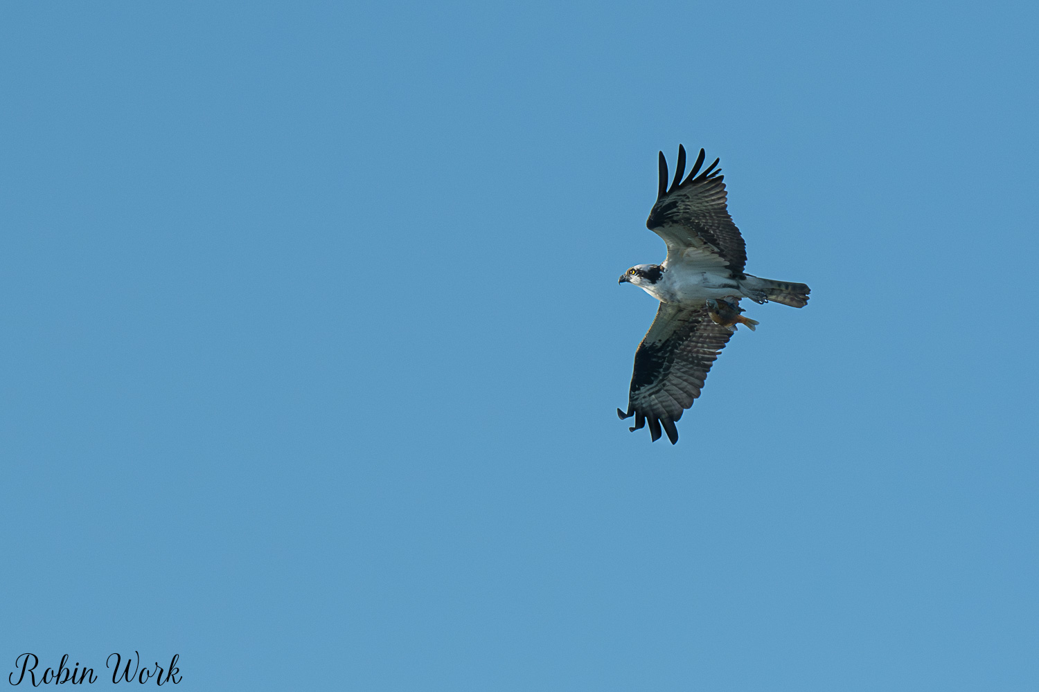 D50_4375.jpg