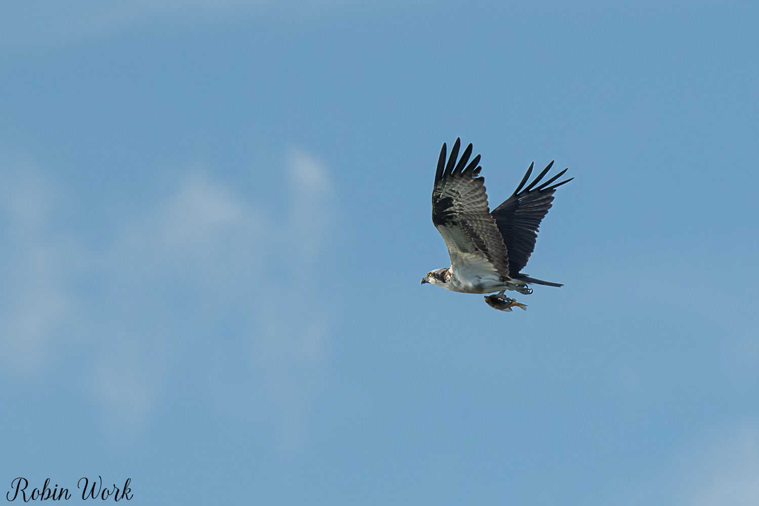 D50_4381.jpg