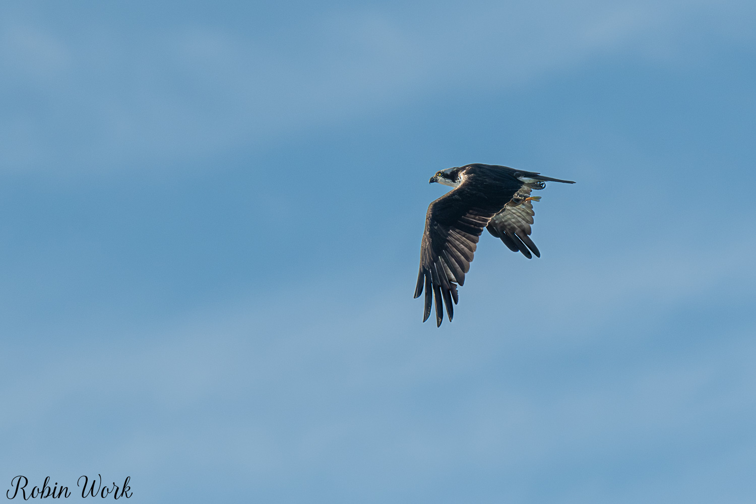 D50_4382.jpg