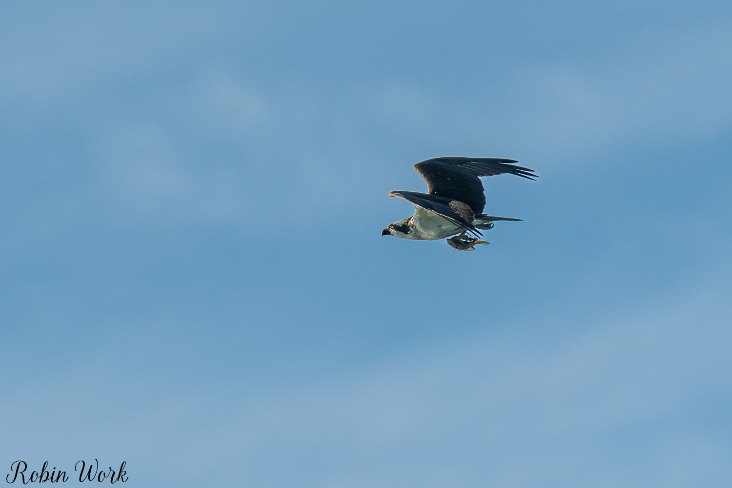 D50_4383.jpg