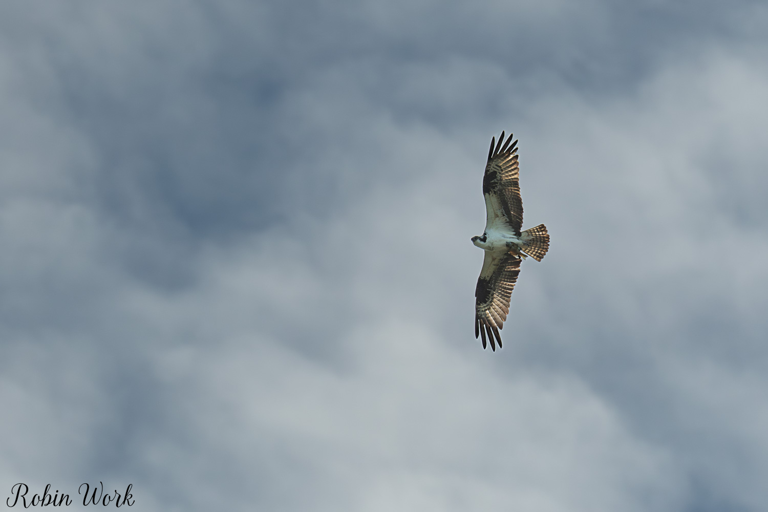 D50_4384.jpg