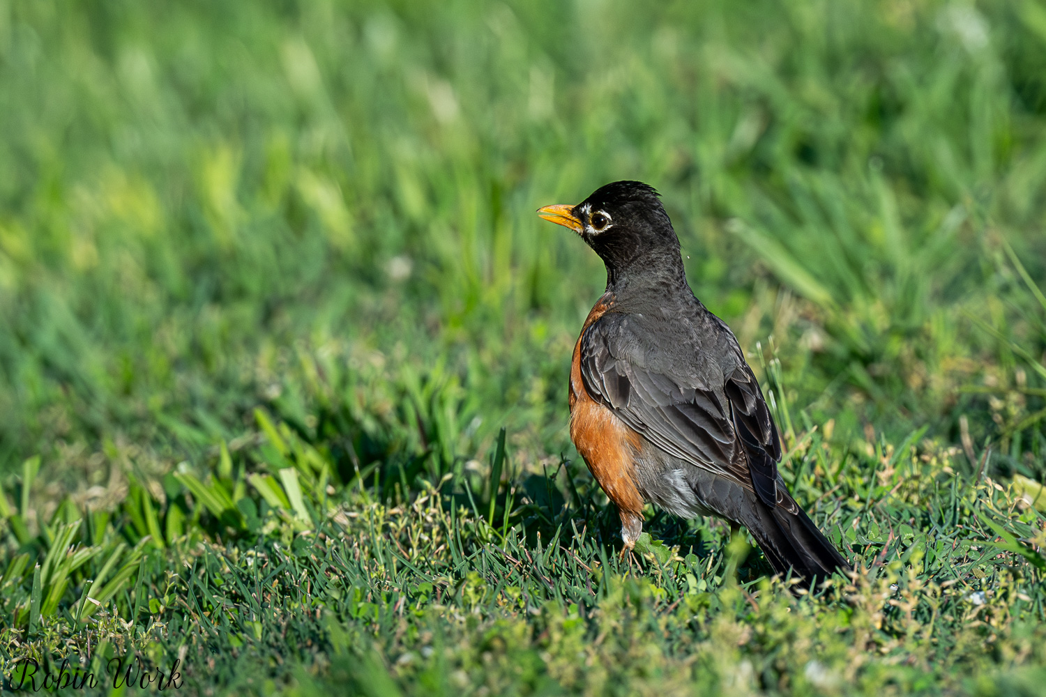 D50_4390.jpg