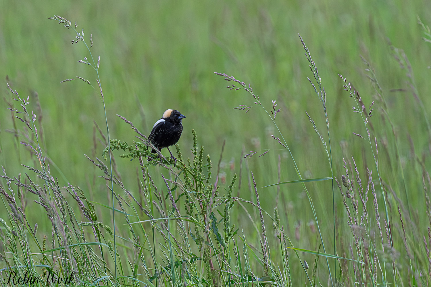 D50_4596.jpg