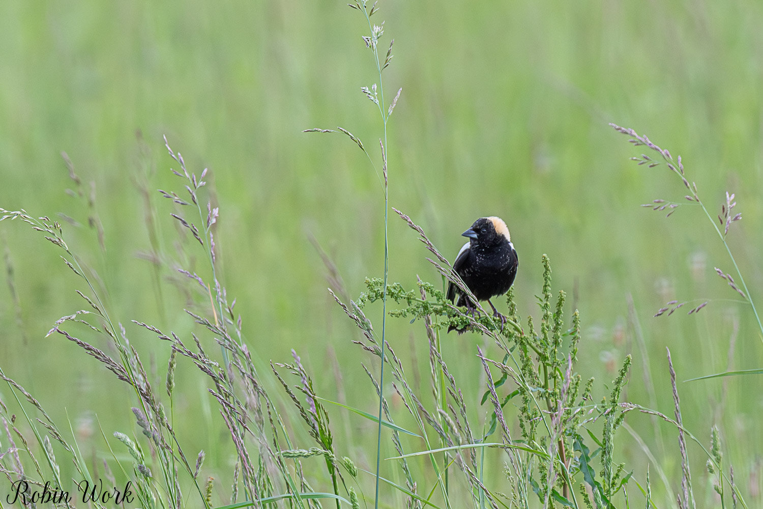 D50_4599.jpg