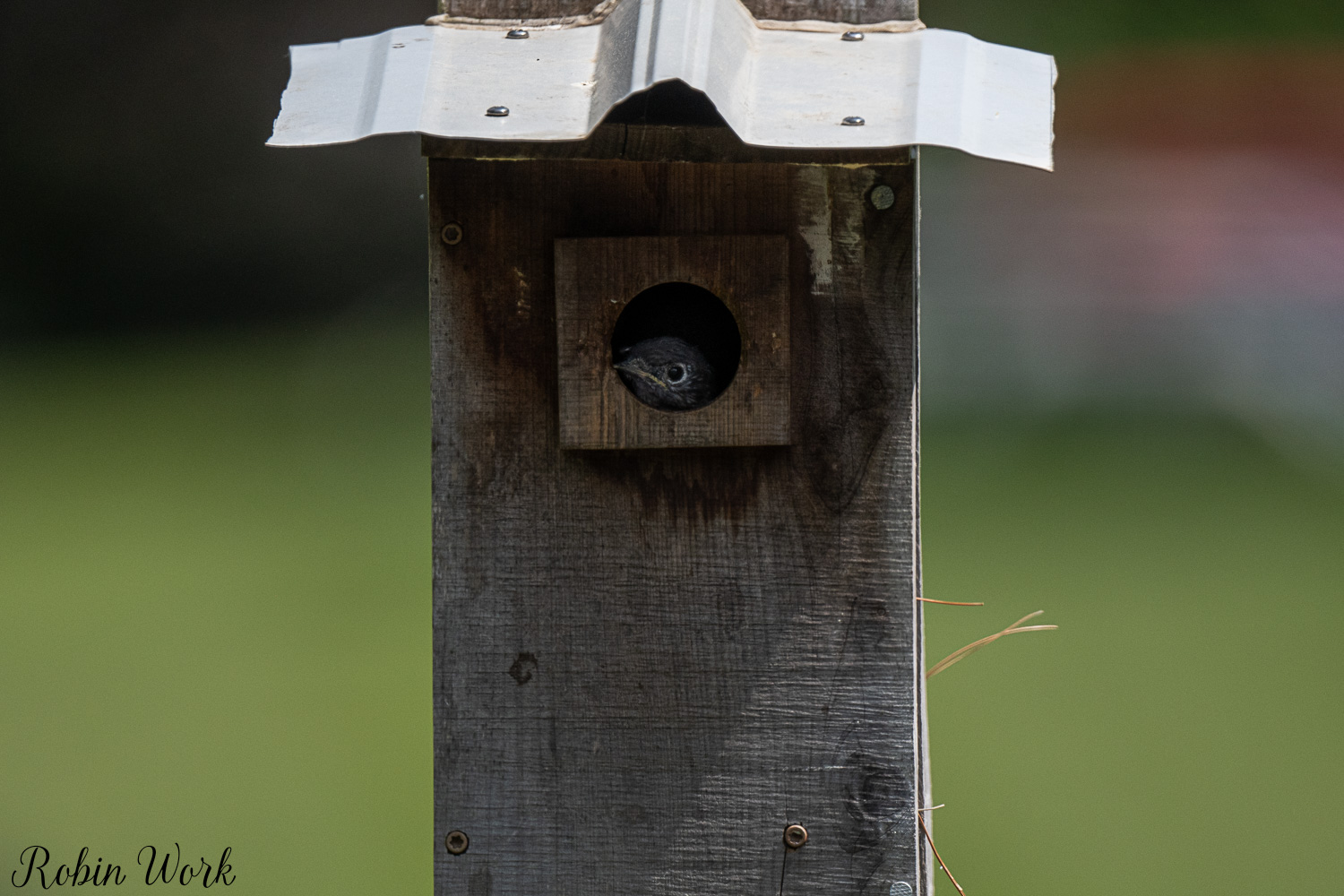 D50_5082.jpg