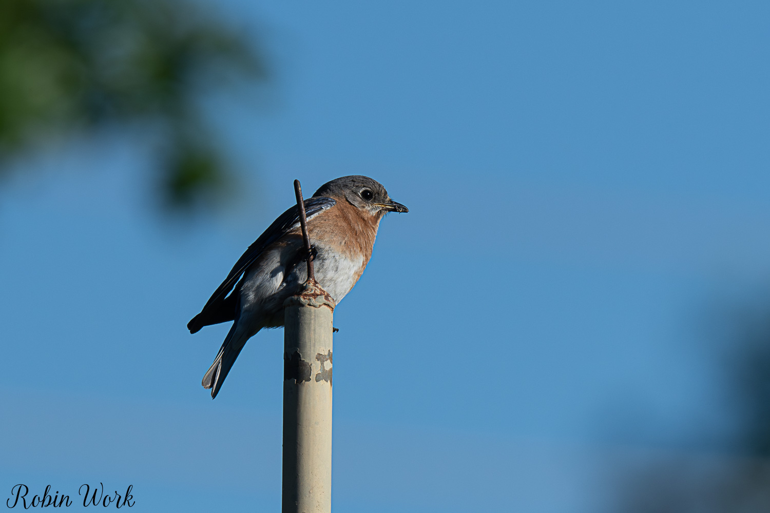 D50_5243.jpg