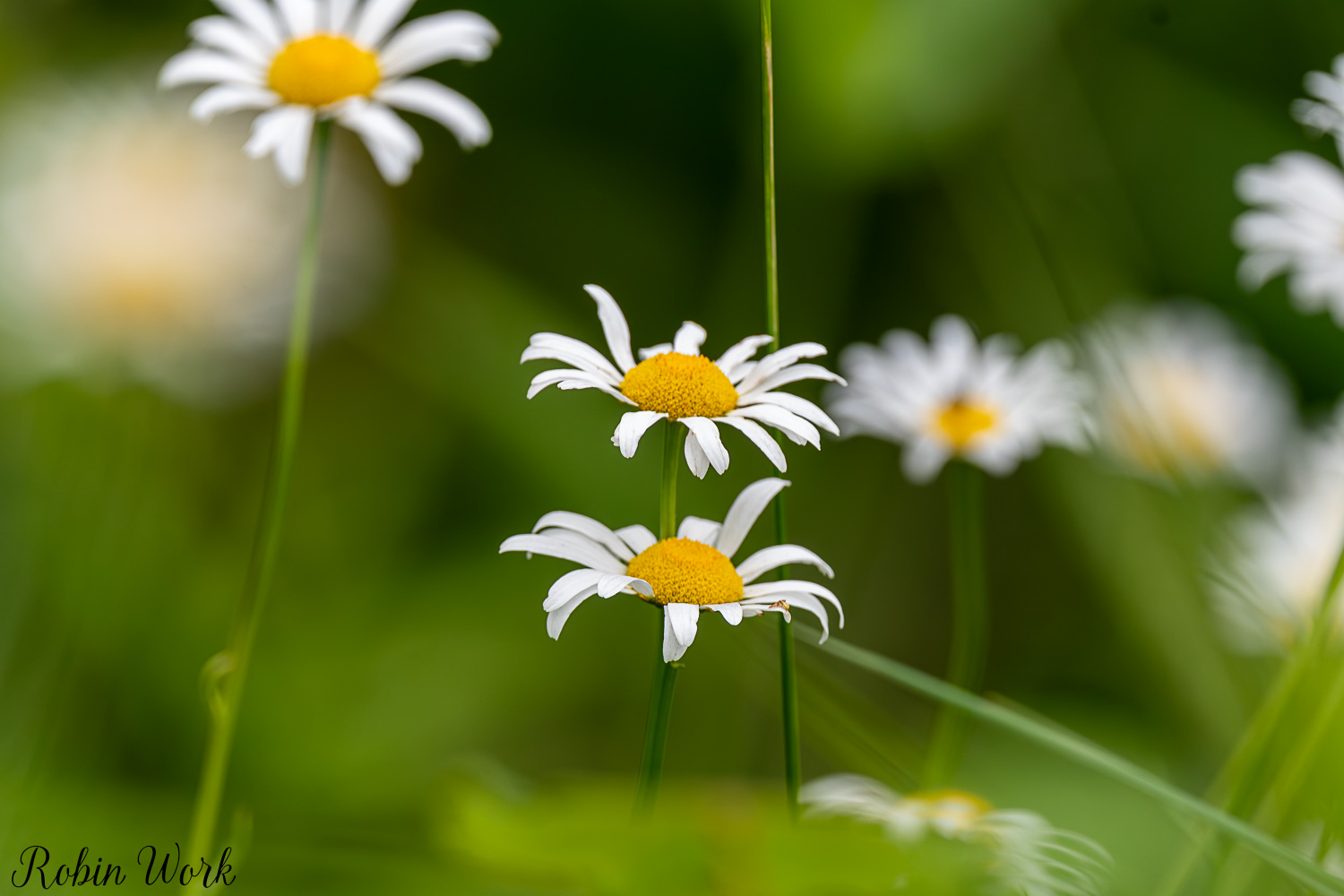 D50_5886.jpg