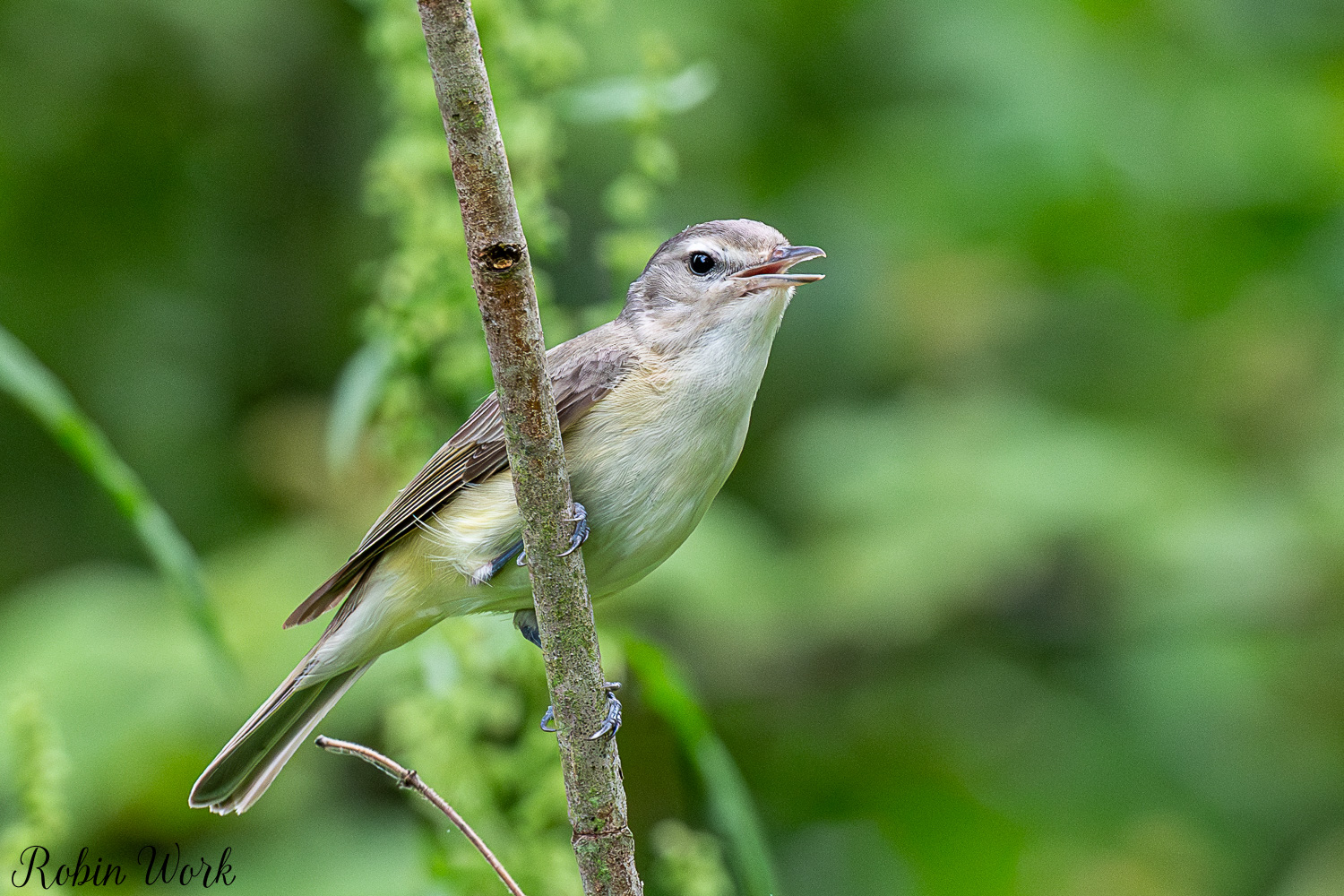 D50_5981.jpg