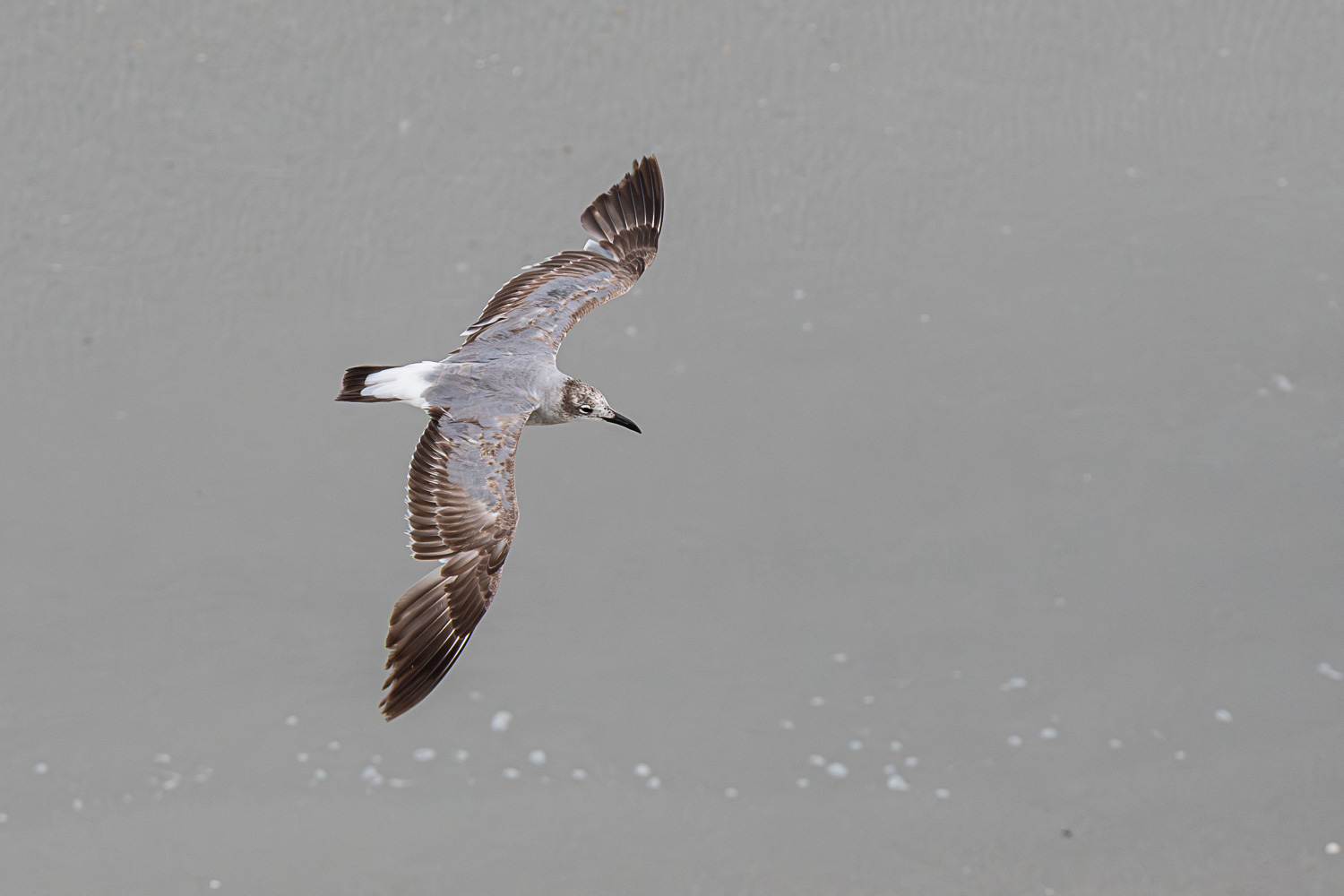 D50_6203.jpg
