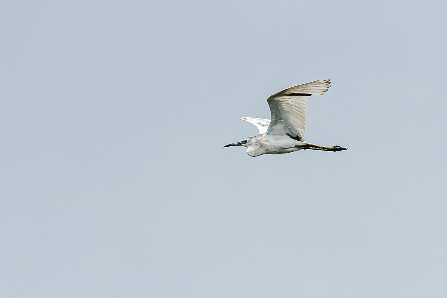 D50_6354.jpg