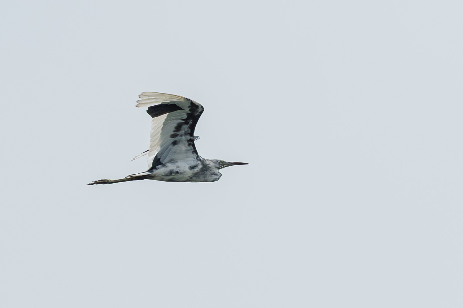 D50_6368.jpg