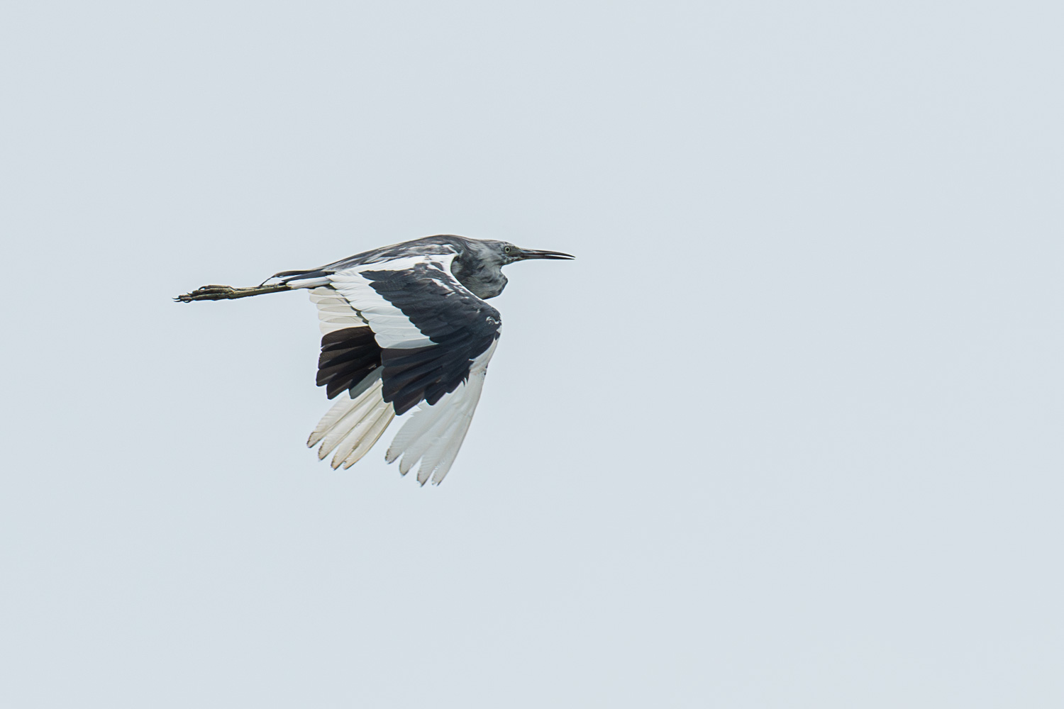 D50_6369.jpg