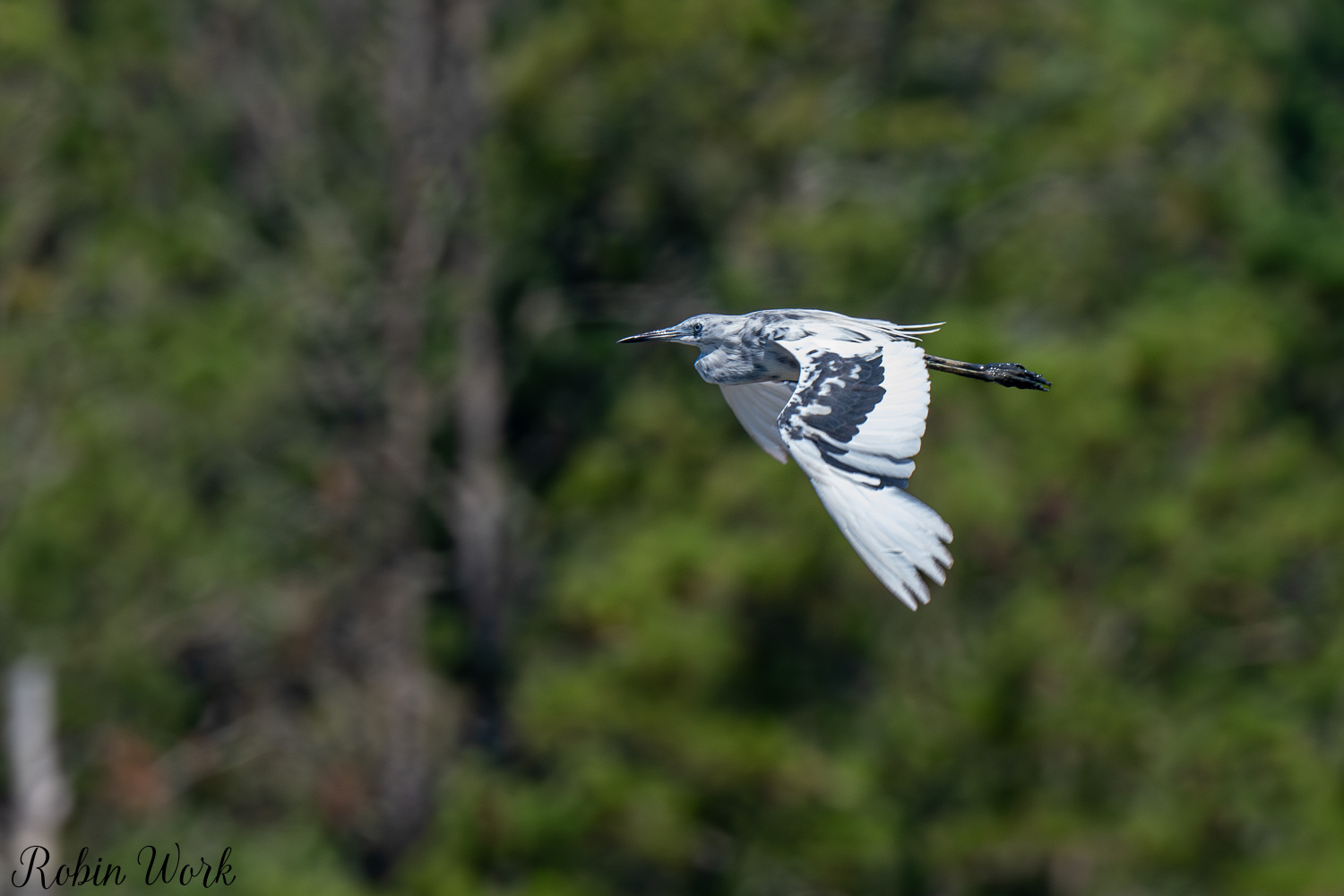 D50_6523.jpg