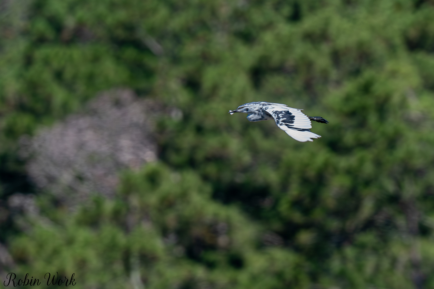 D50_6524.jpg