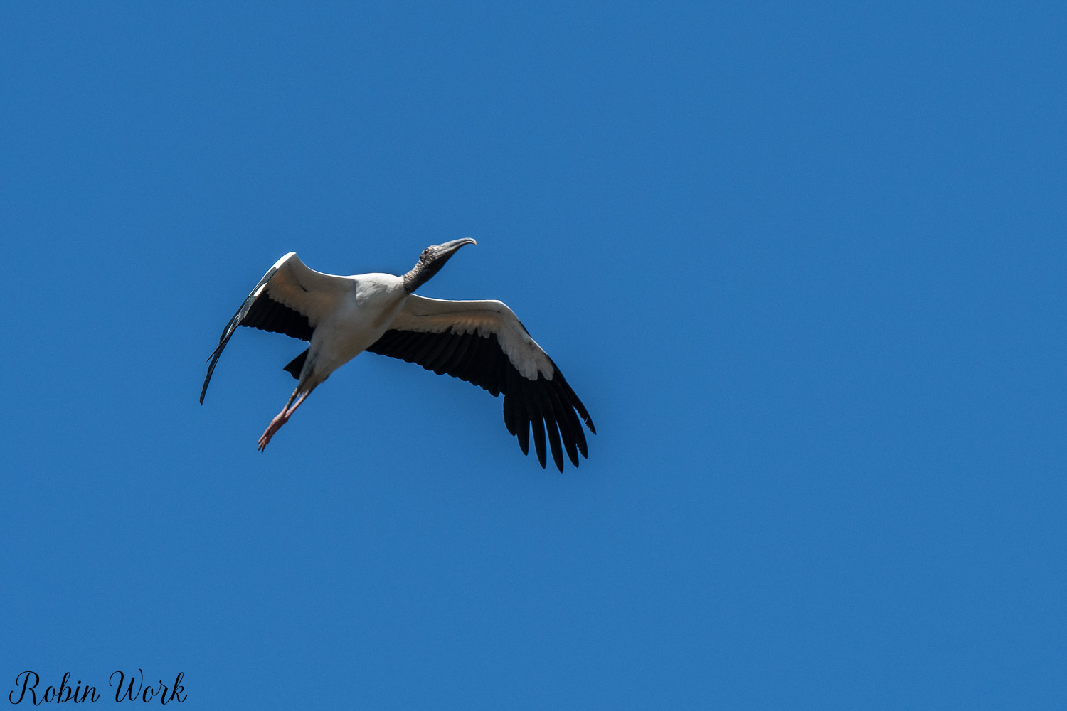 D50_6565.jpg