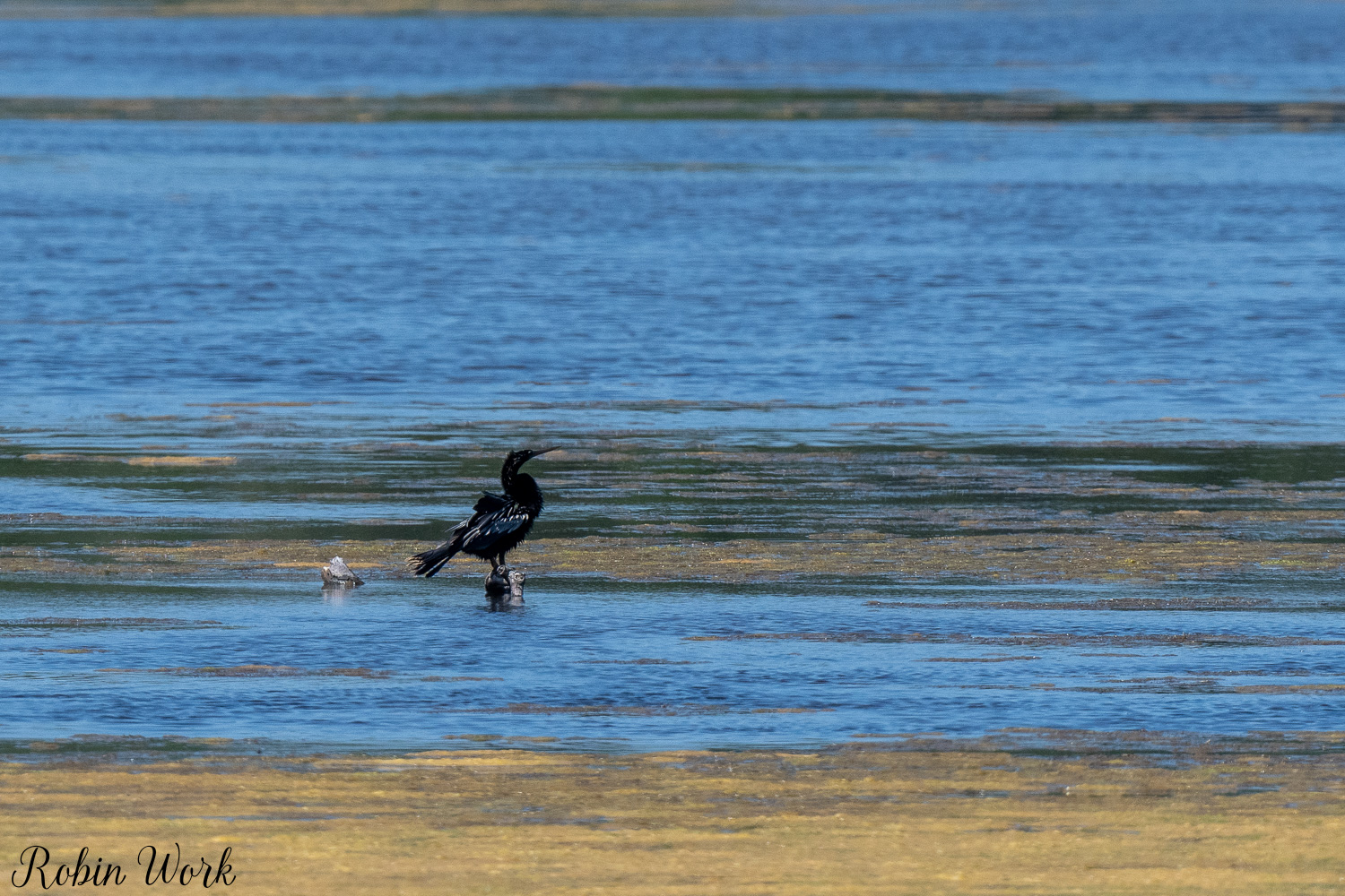D50_6574.jpg