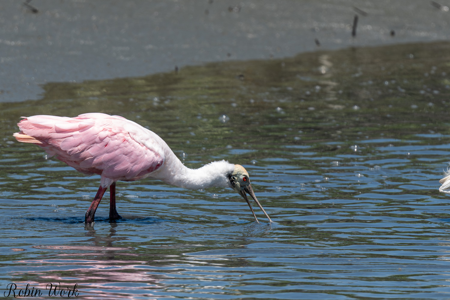 D50_6758.jpg