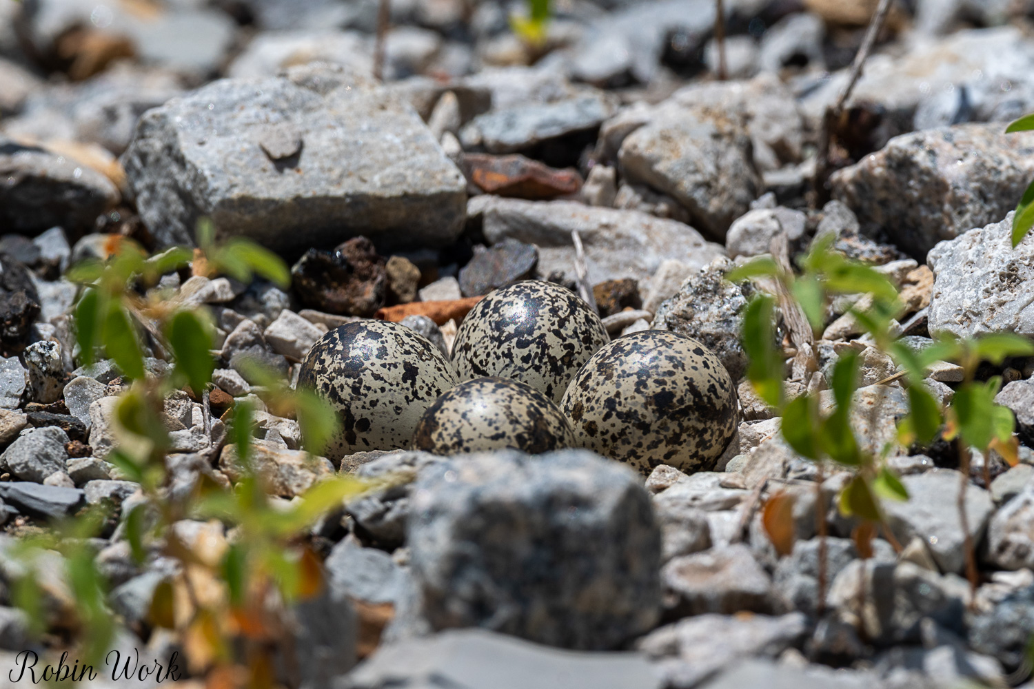 D50_6935.jpg