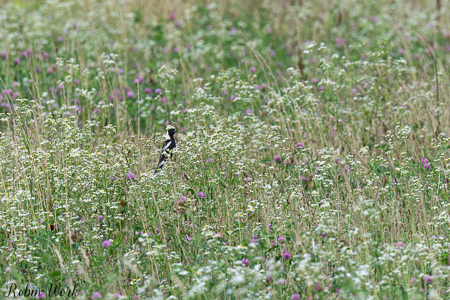 D50_6956.jpg