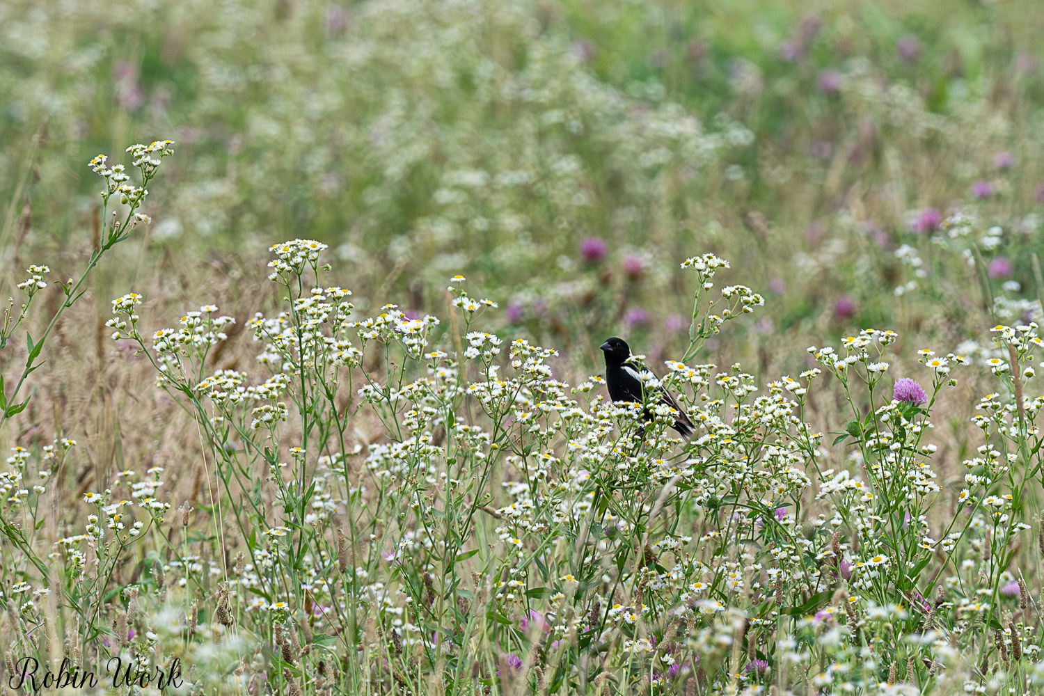 D50_6966.jpg