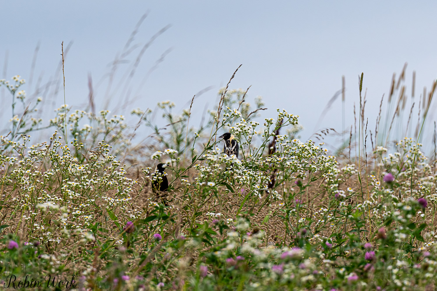 D50_7013.jpg