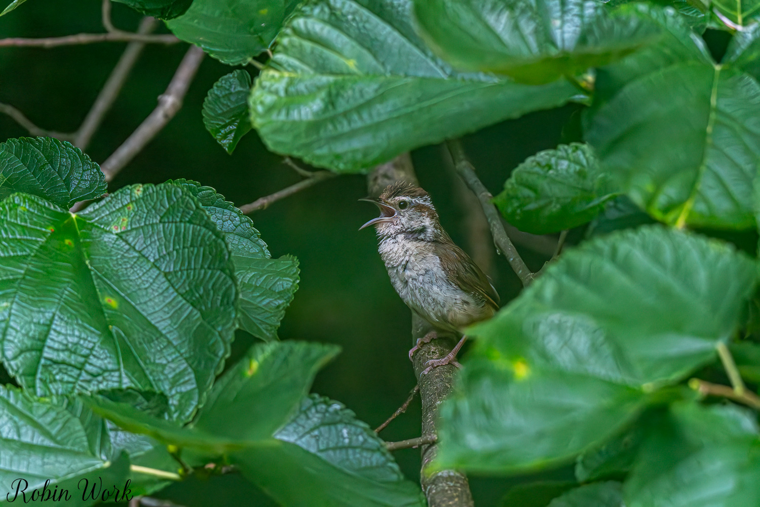 D50_7686-Edit.jpg