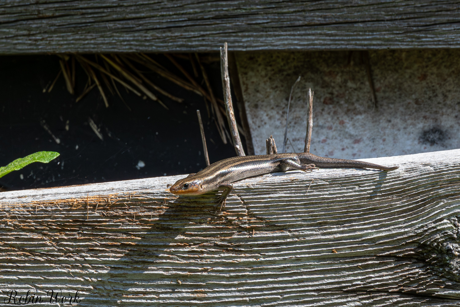 D50_7713.jpg