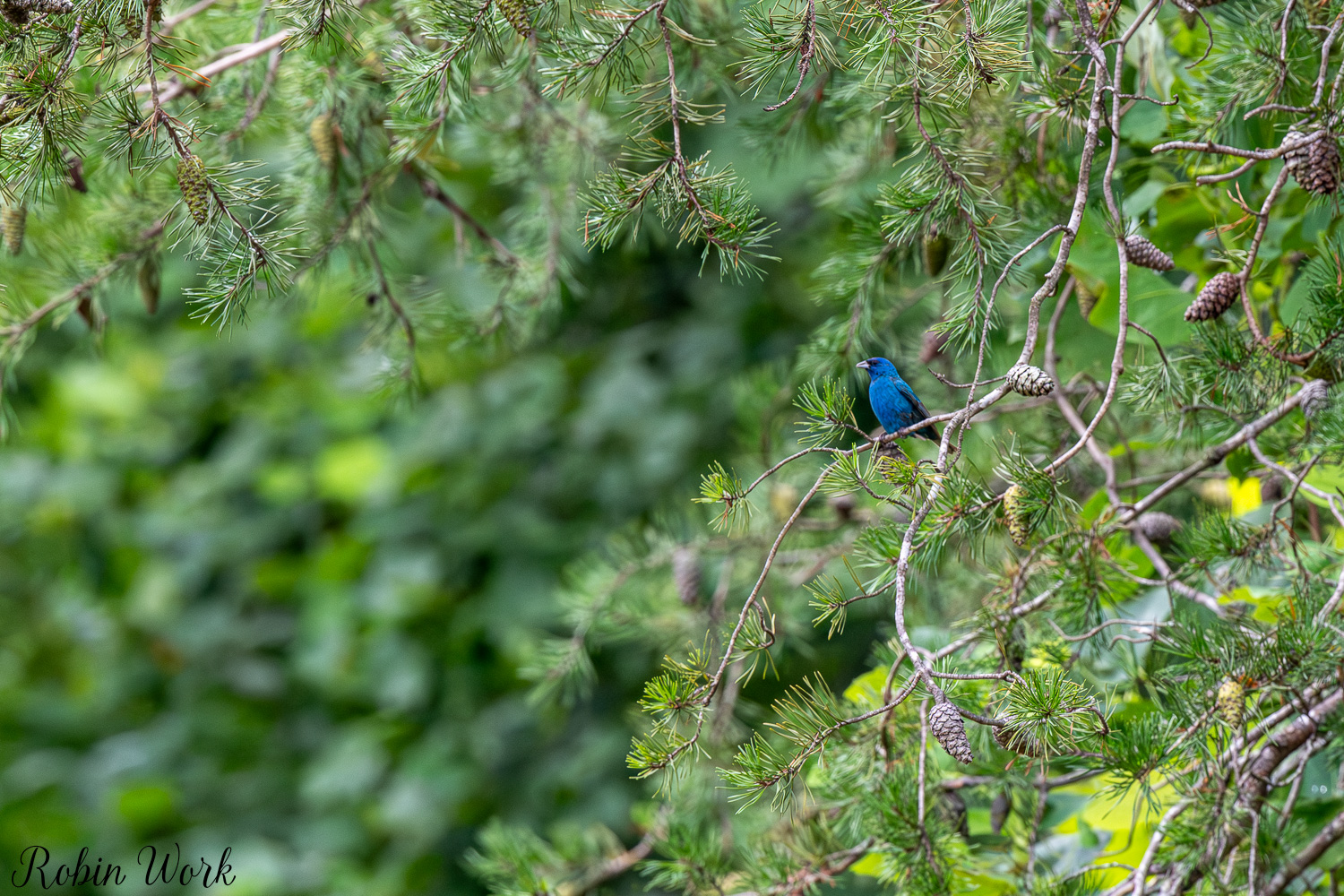 D50_7800.jpg