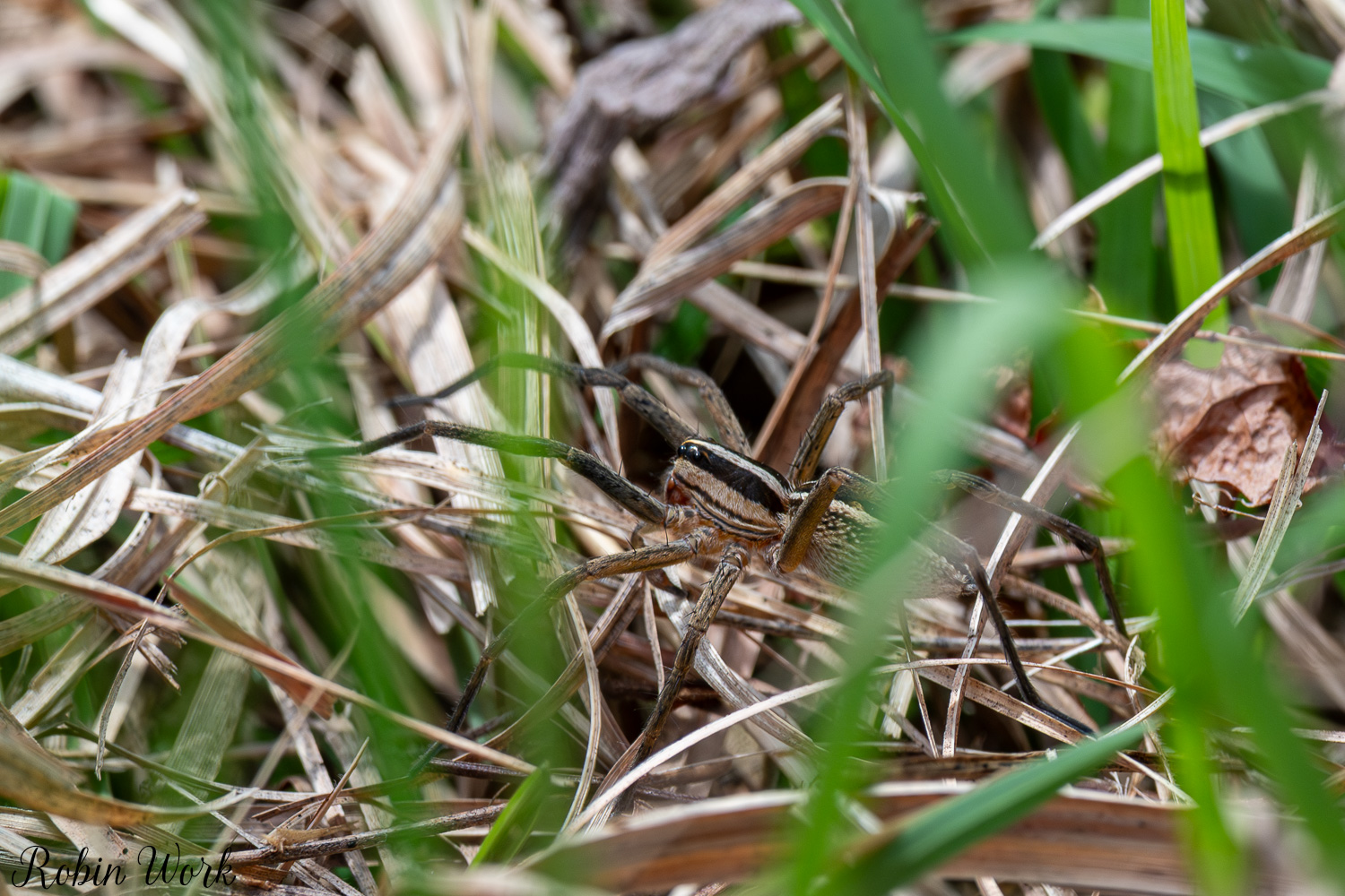 D50_7832.jpg