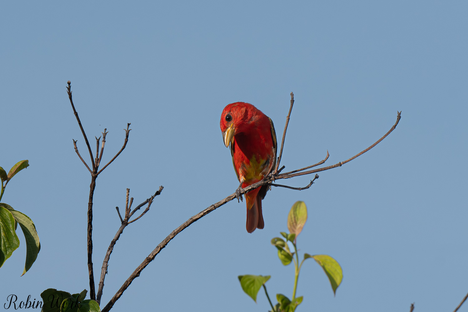 D50_8379.jpg