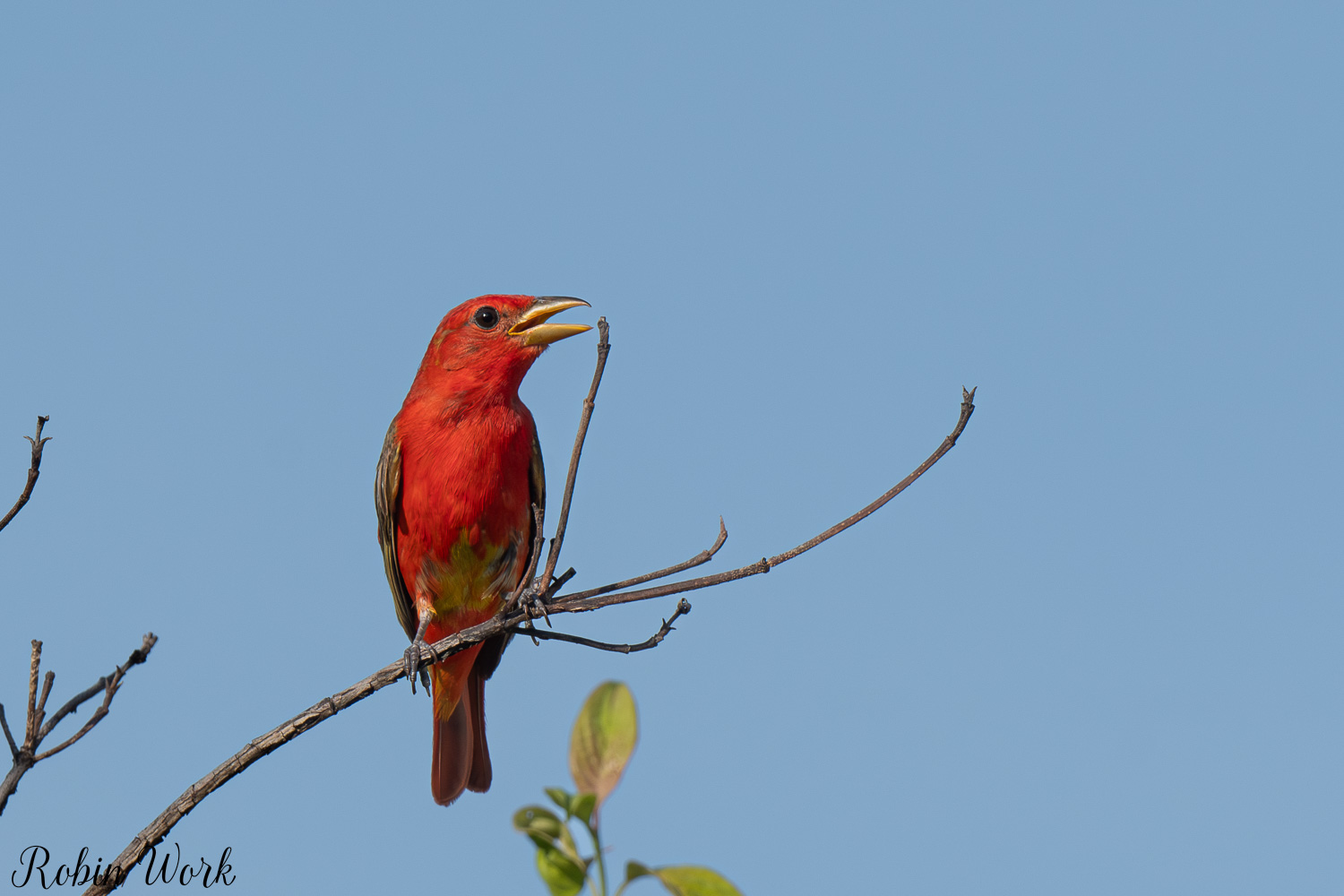 D50_8386.jpg