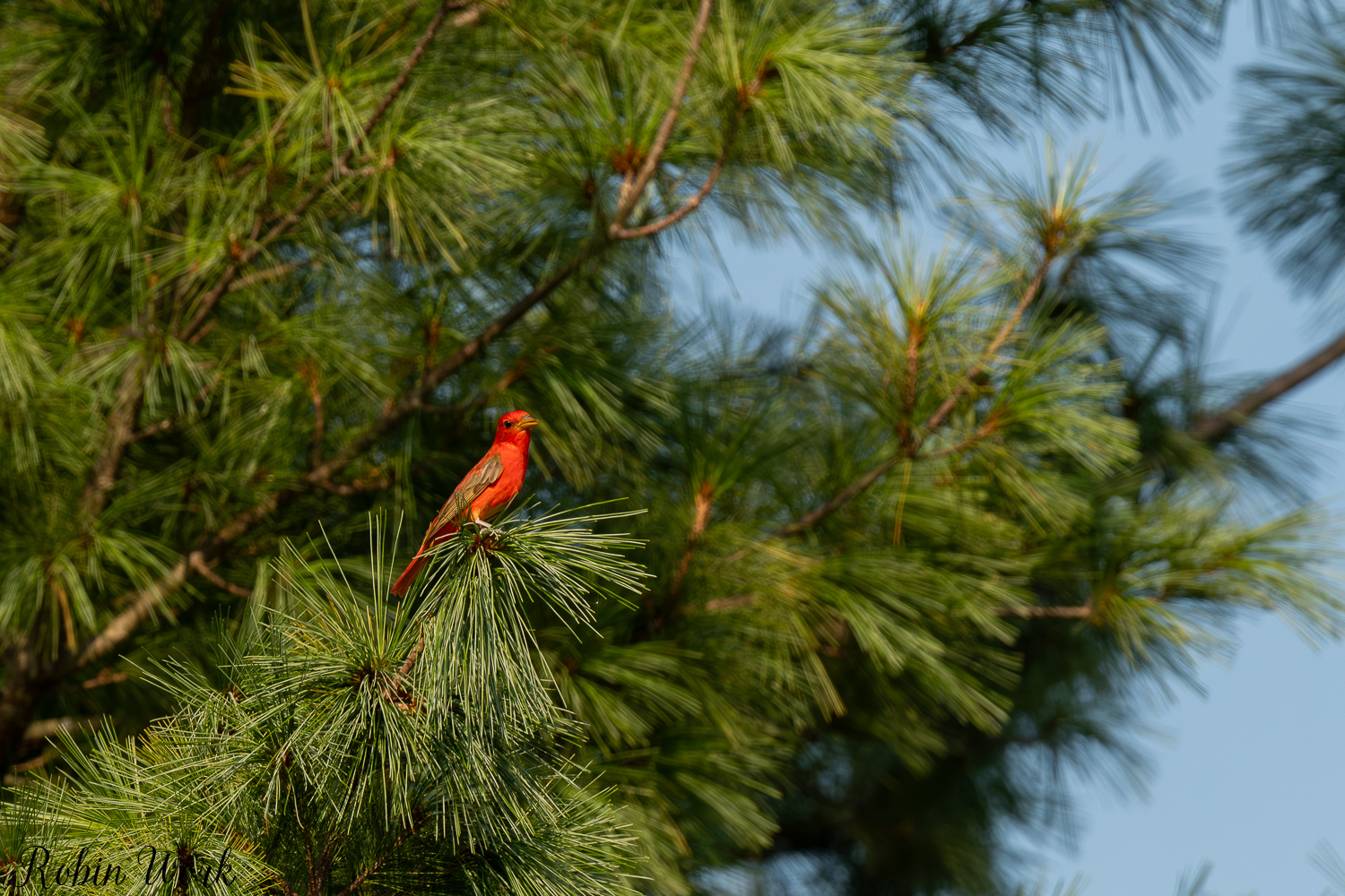 D50_8401.jpg