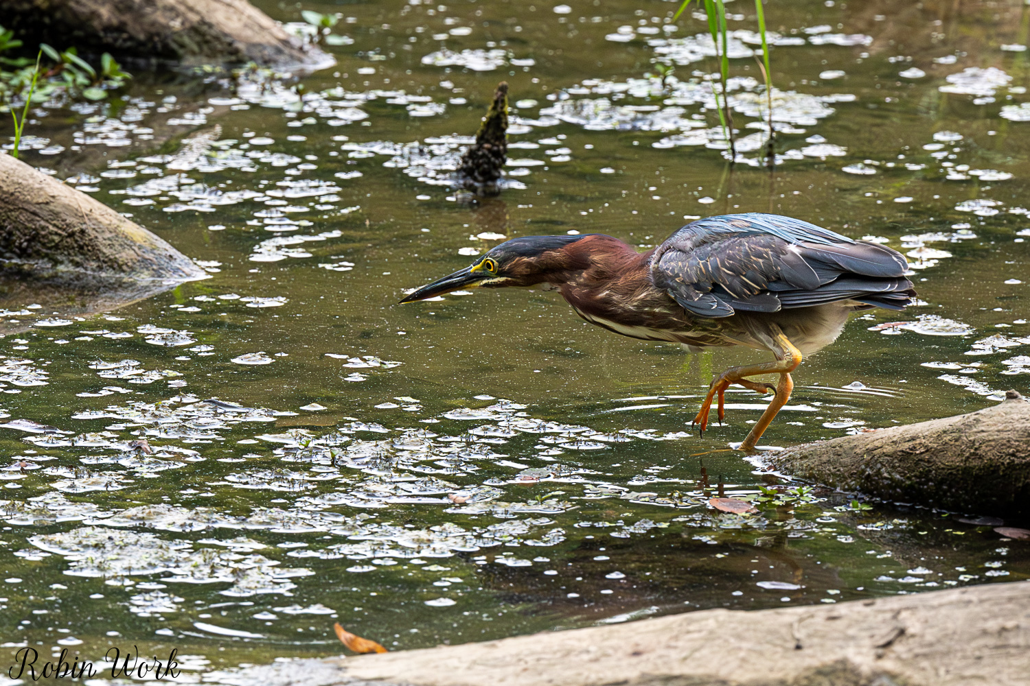 D50_8554.jpg
