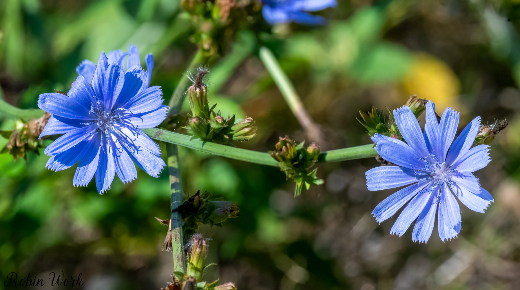 D50_8638-Edit-Edit-Edit.jpg