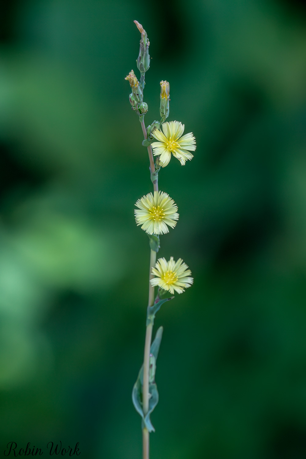 D50_8642-Edit.jpg