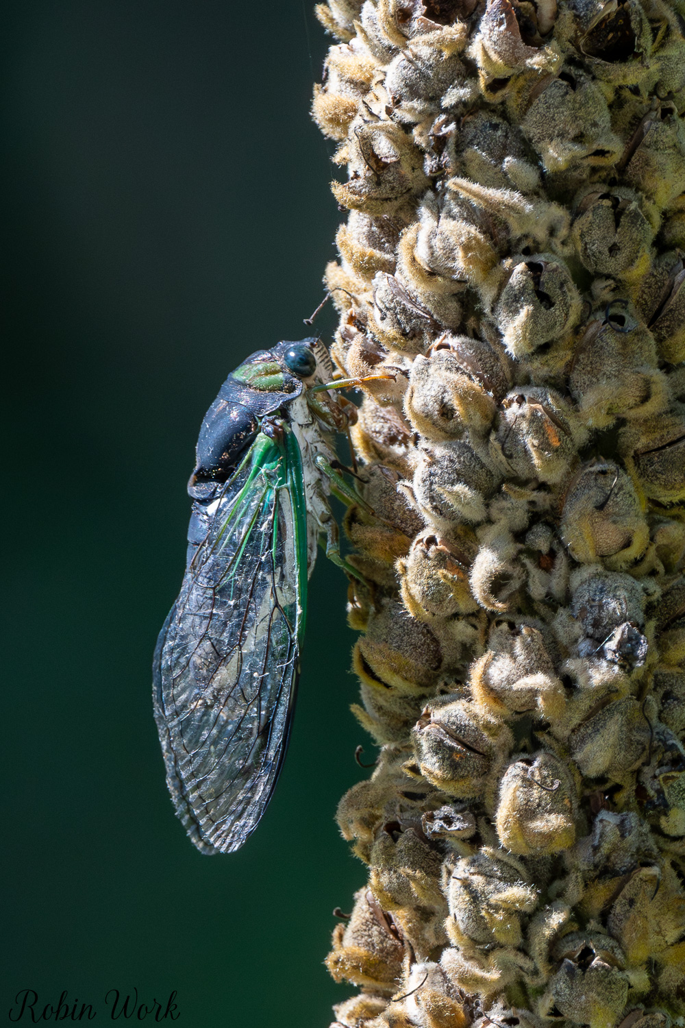 D50_8652.jpg
