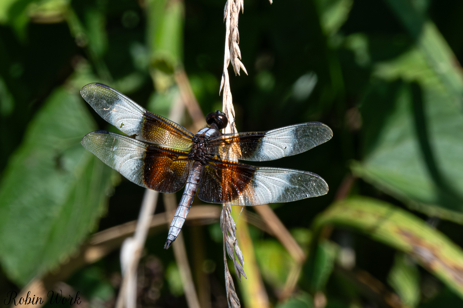 D50_8667.jpg