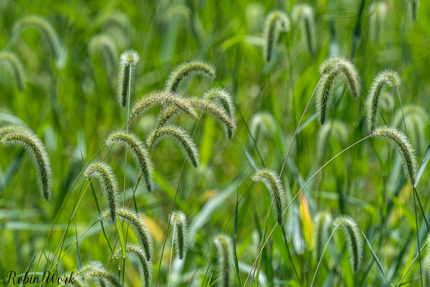 D50_8715.jpg
