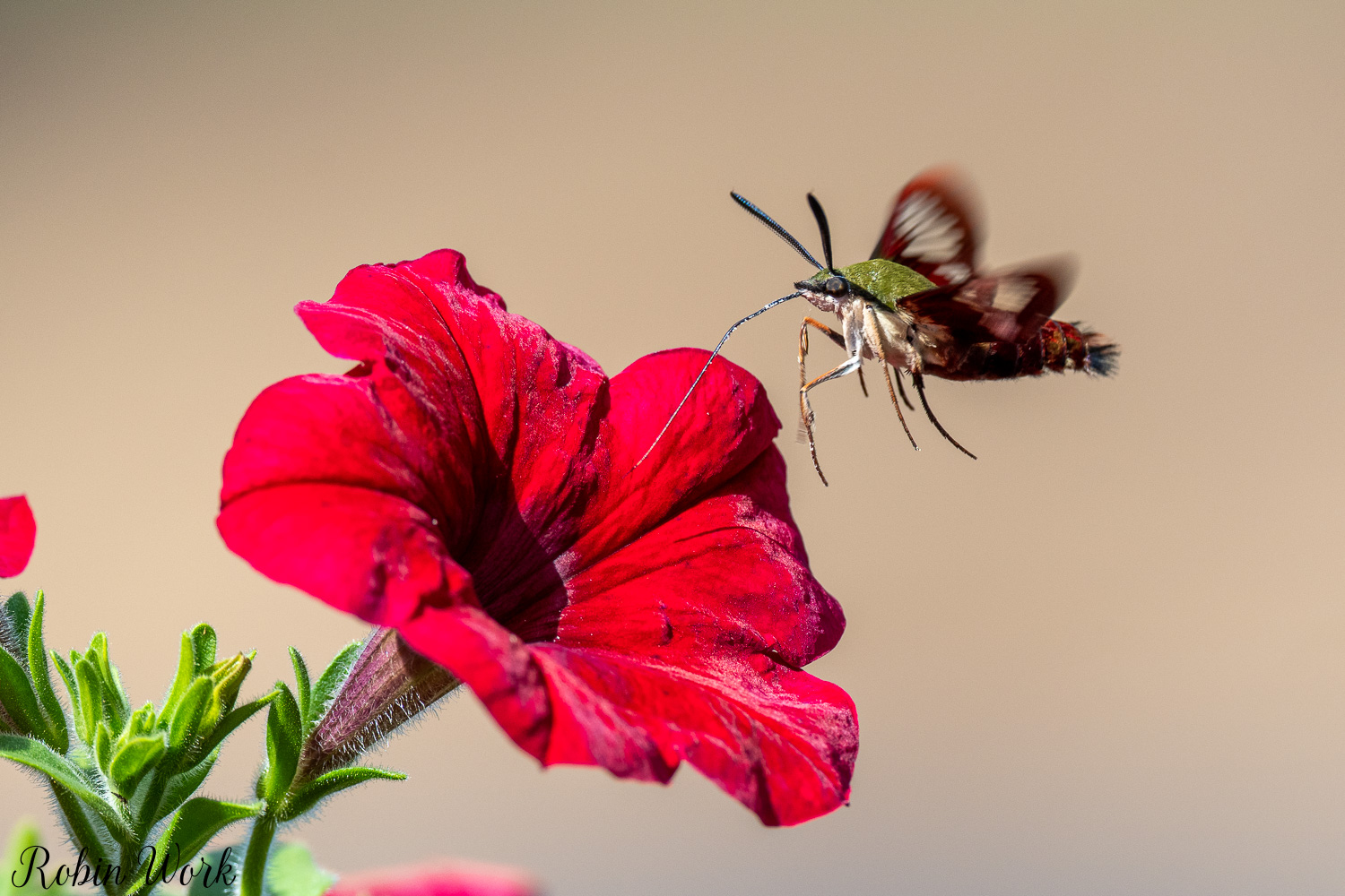 D50_8893.jpg