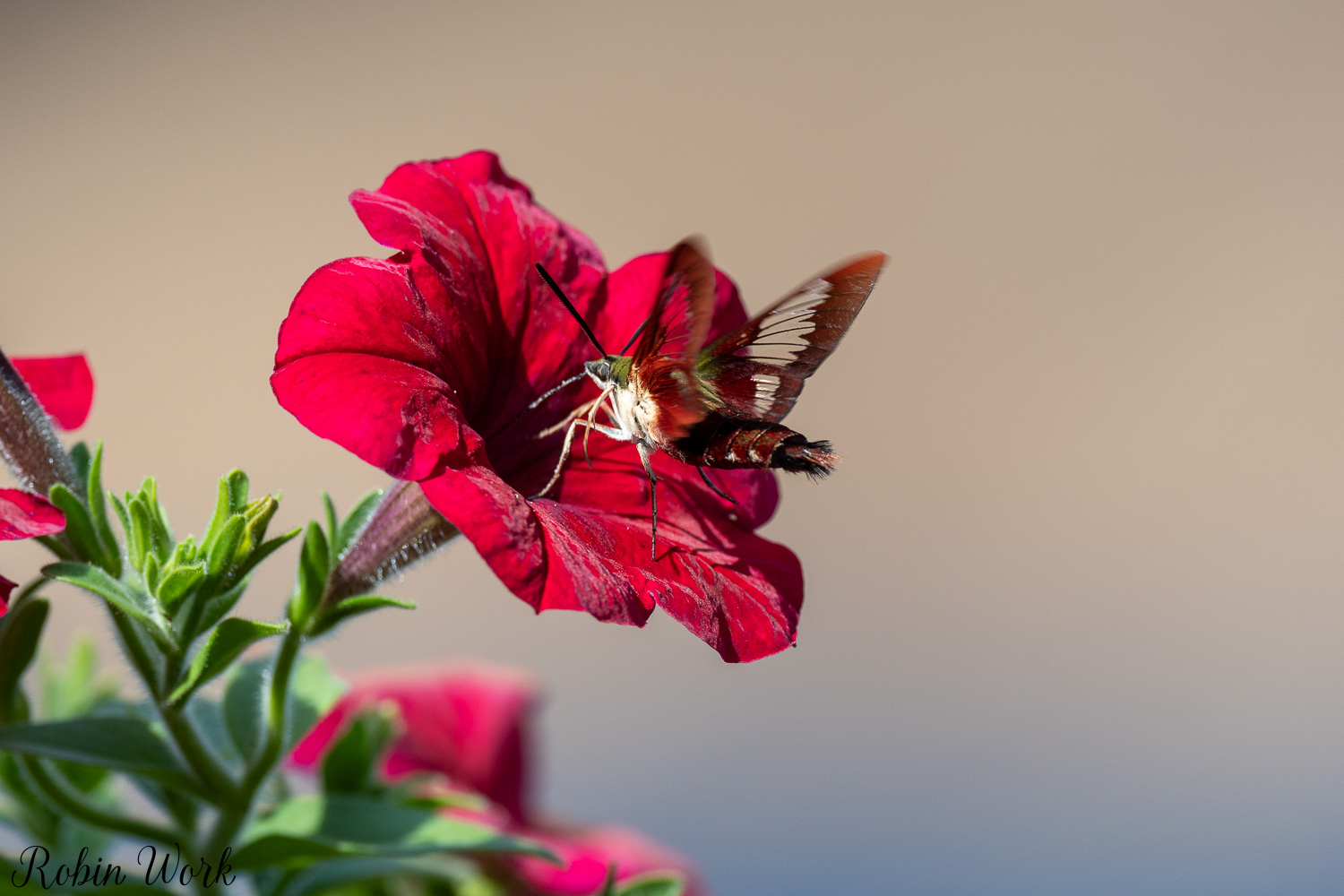 D50_8895.jpg