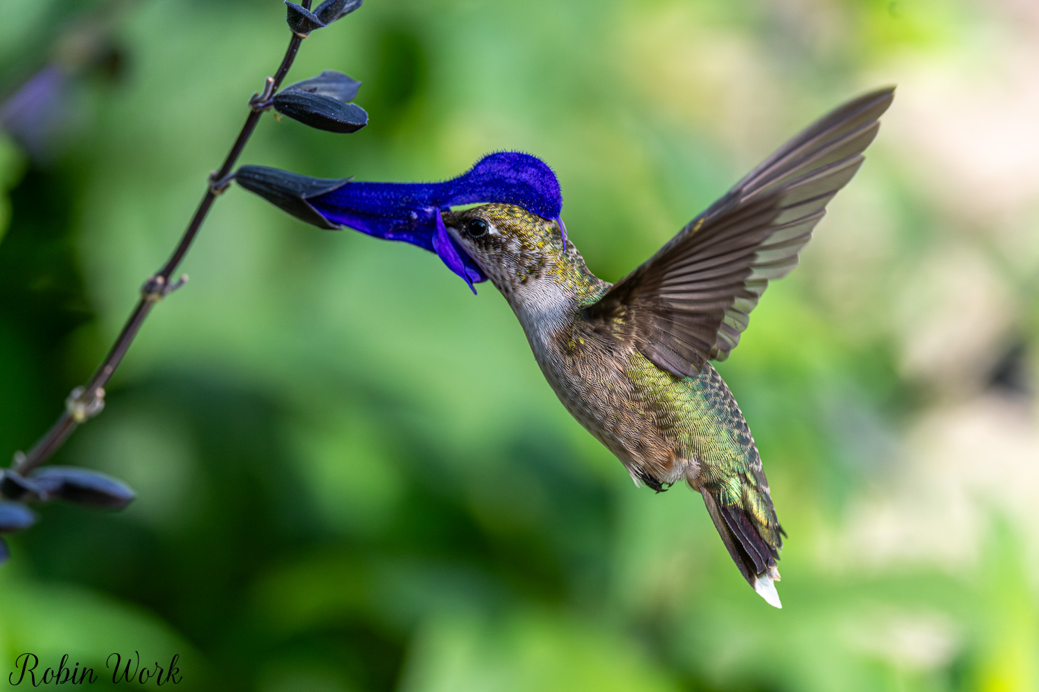 D50_9052.jpg