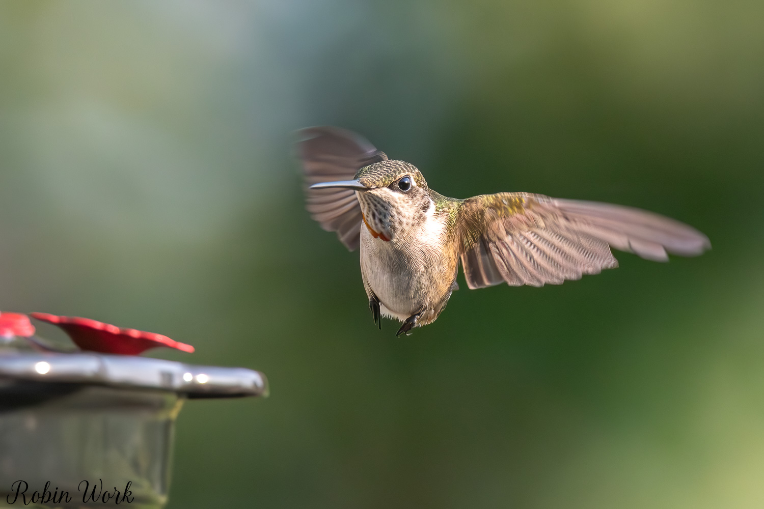D50_9228-Edit.jpg