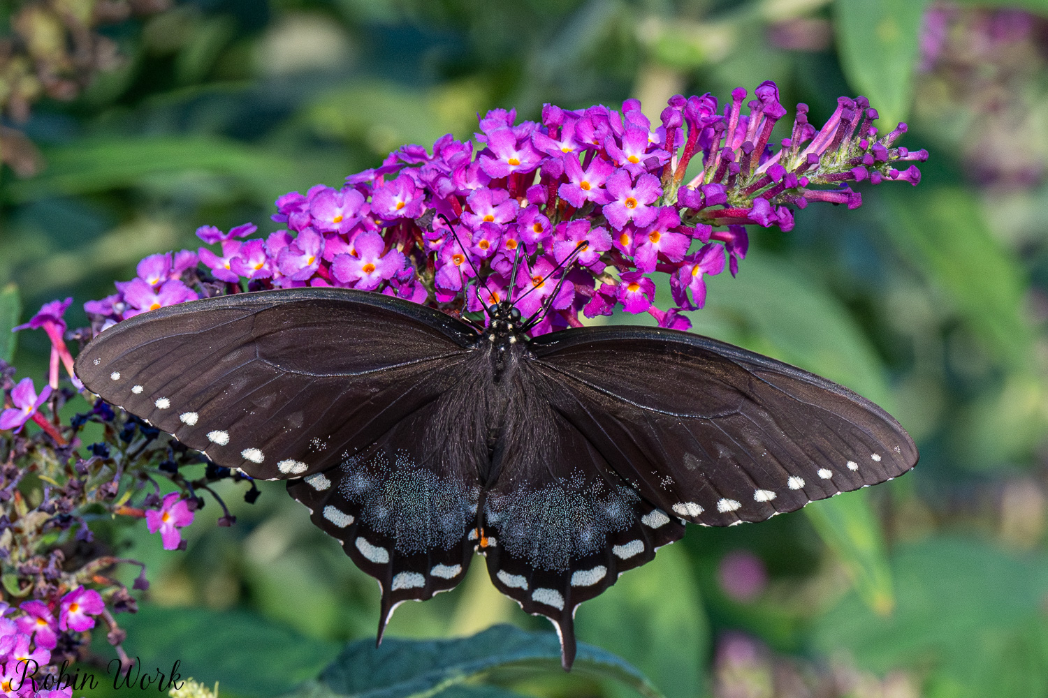 D50_9256.jpg