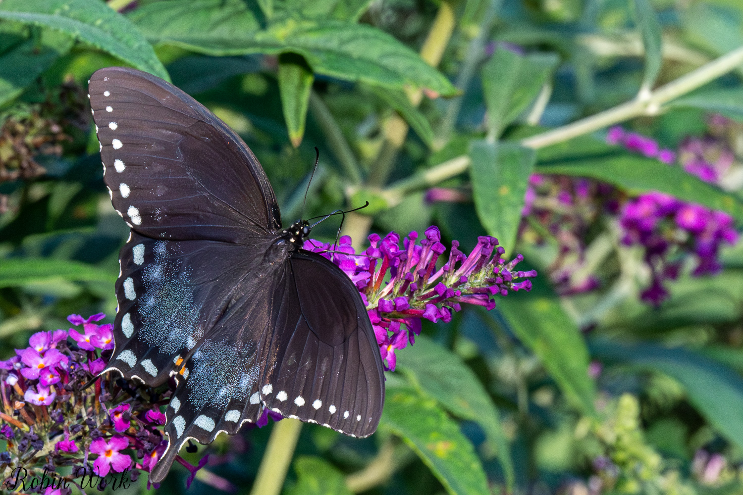 D50_9260.jpg