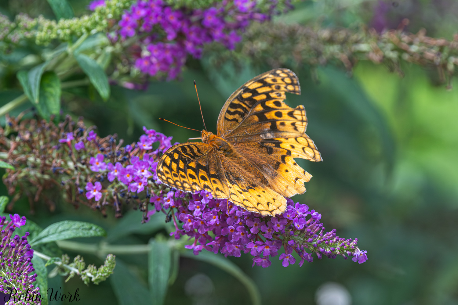 D50_9363.jpg