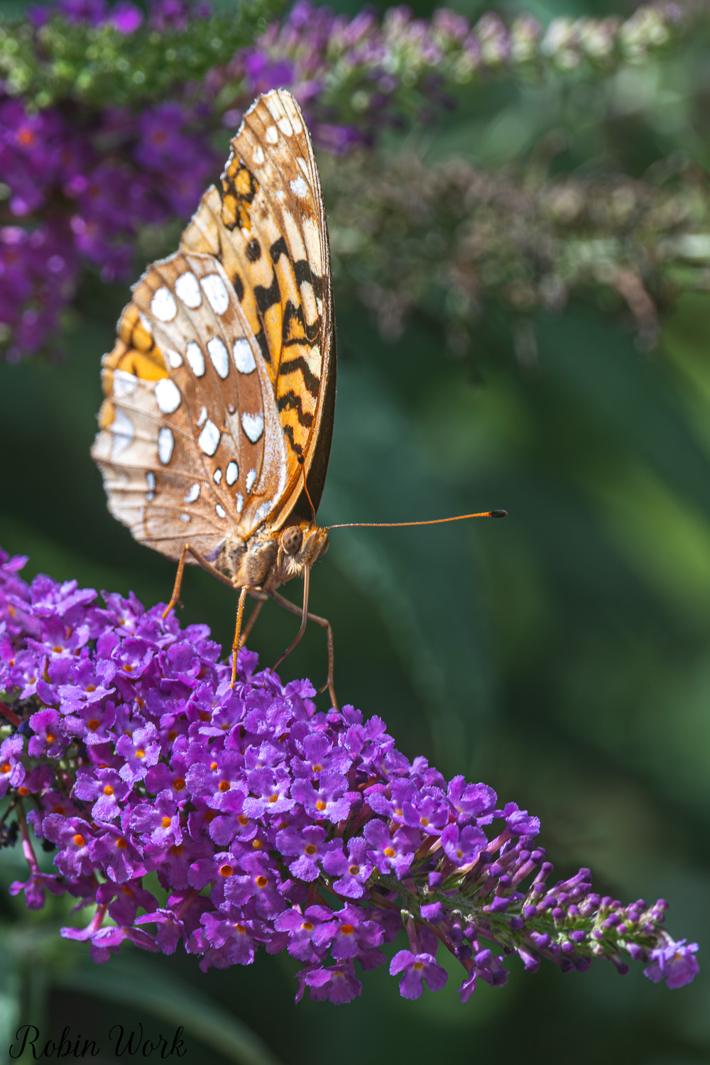 D50_9370.jpg