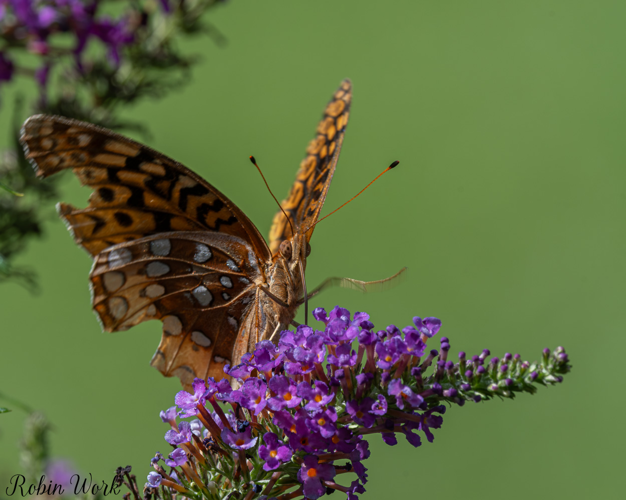 D50_9388.jpg