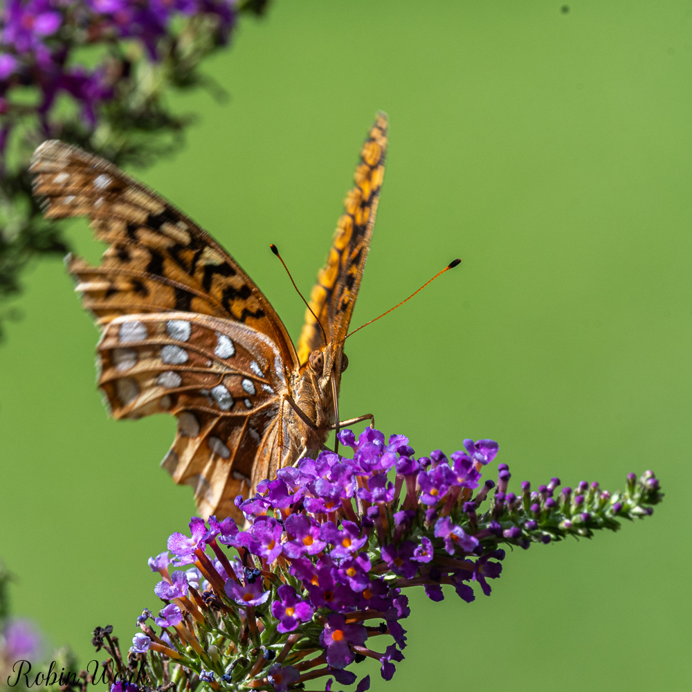D50_9389.jpg